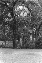 The PARK!